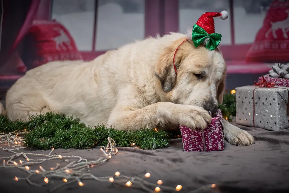 christmas-dog-food