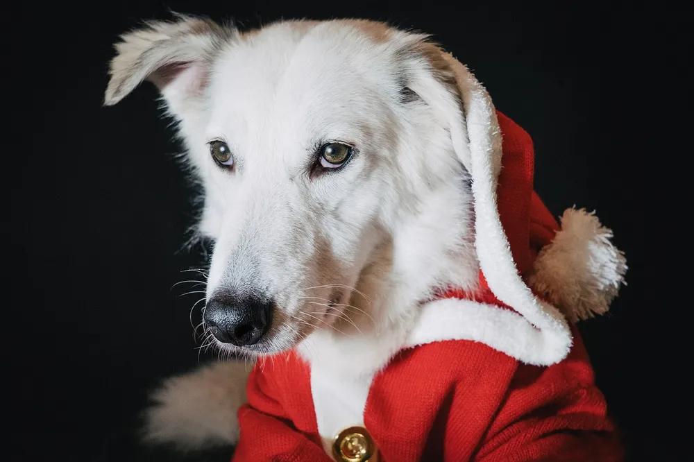 christmas-dog-sweaters