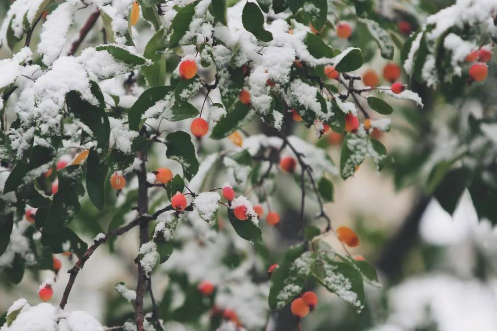 unusual-christmas-traditions