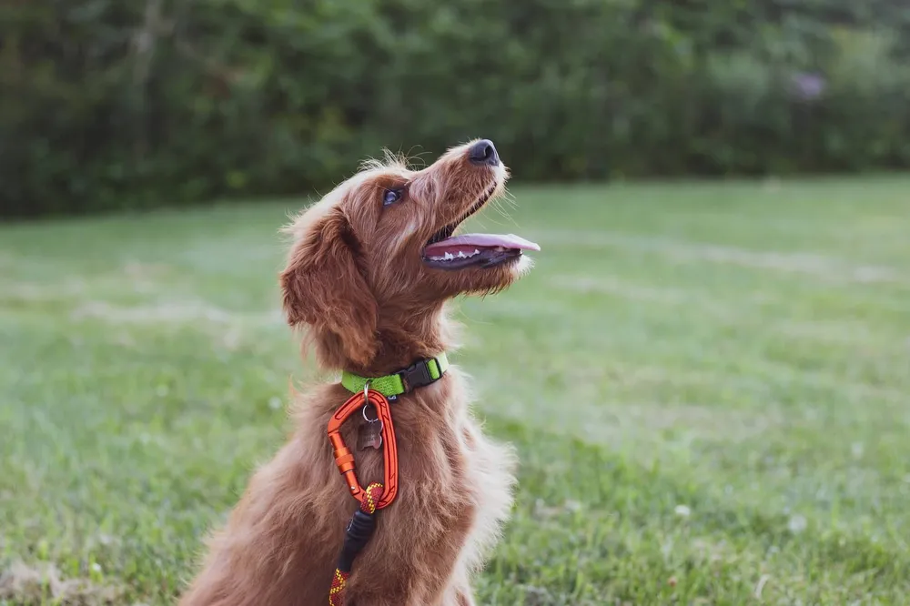 why-do-dogs-pant