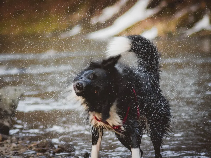 why-do-dogs-shake-and-what-does-it-tell-us