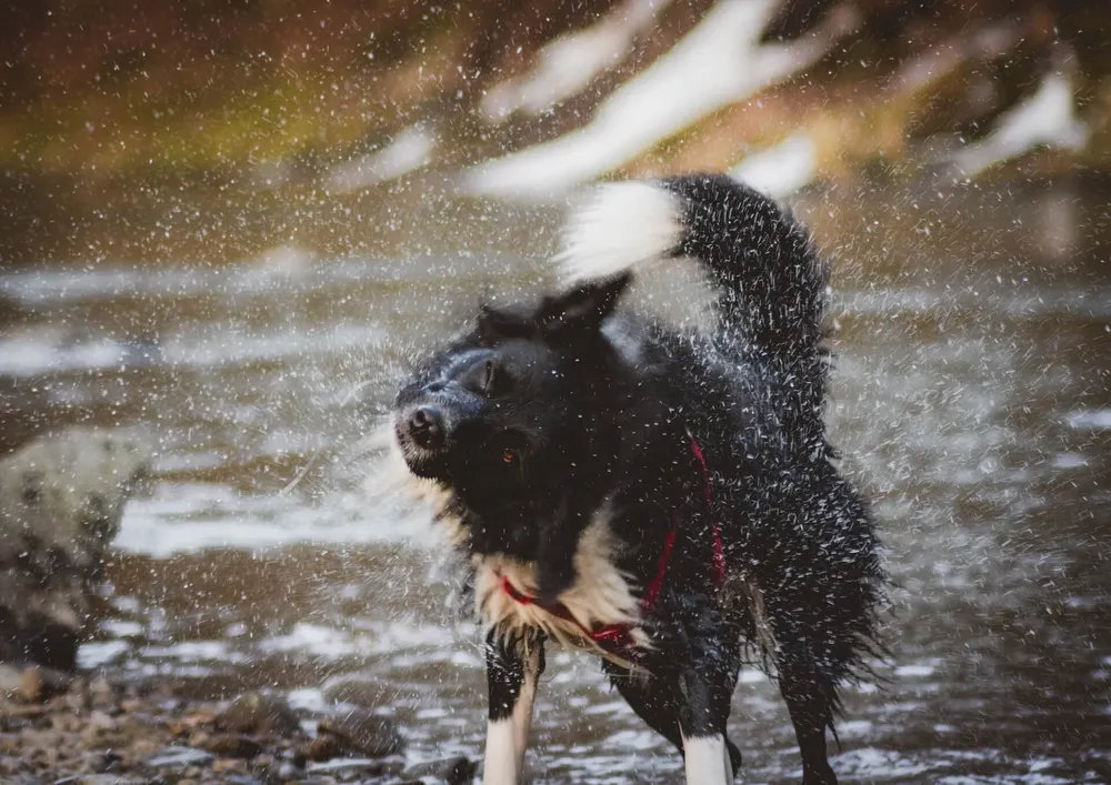 why-do-dogs-shake-and-what-does-it-tell-us
