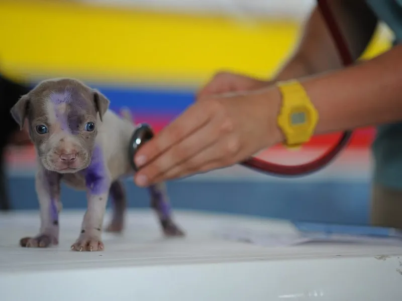 4-tools-to-help-care-for-a-dog-after-neutering