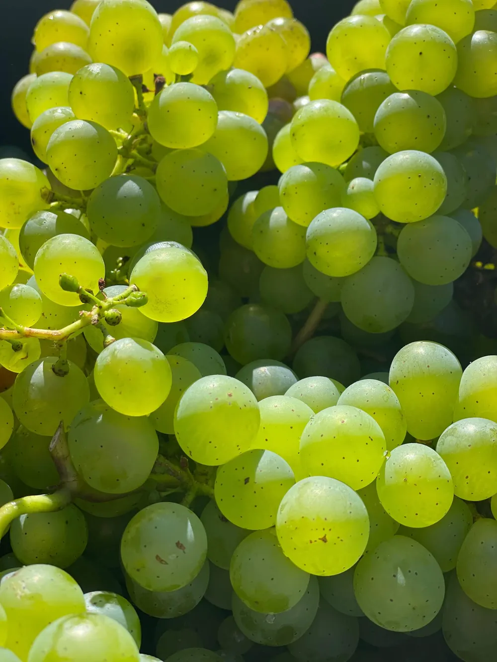 are-grapes-bad-for-dogs