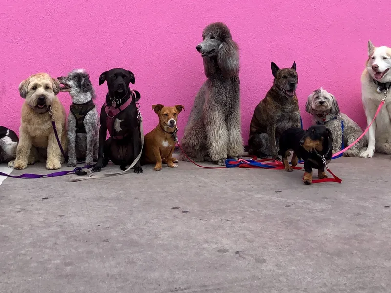 the-best-dog-for-first-time-owners