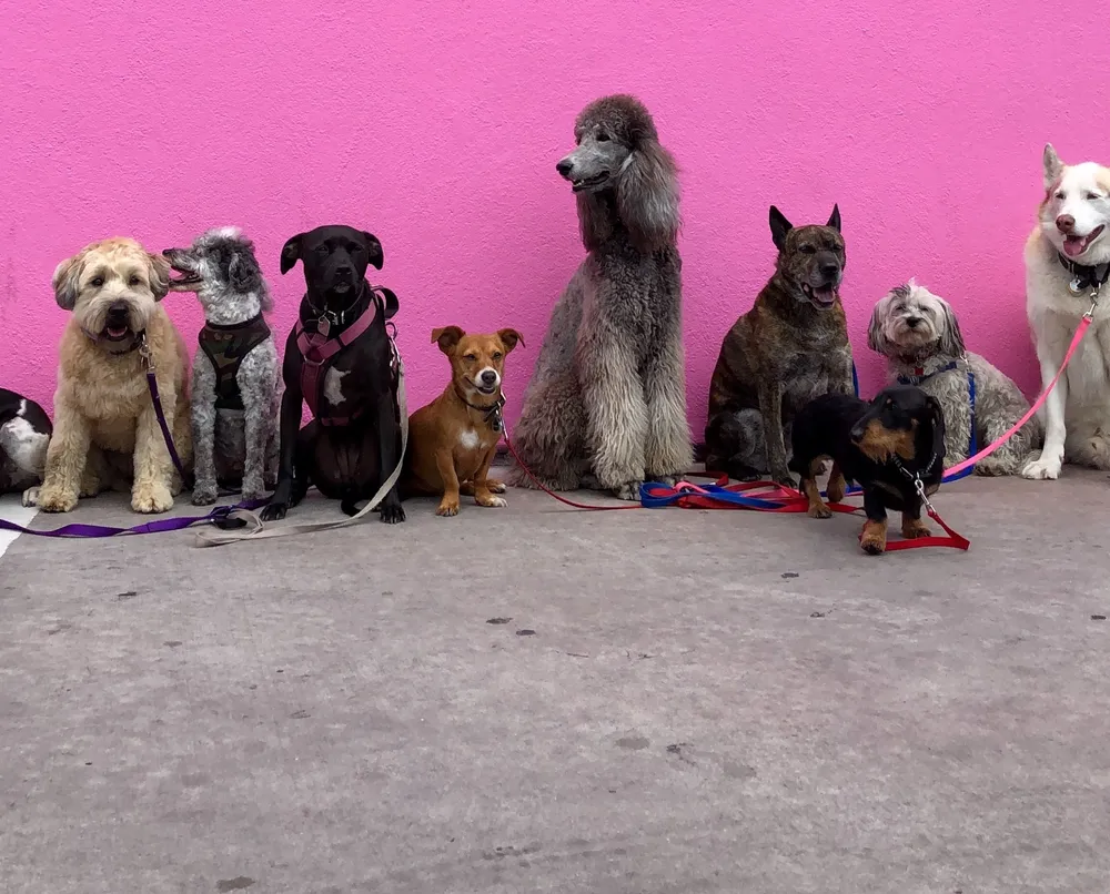 the-best-dog-for-first-time-owners