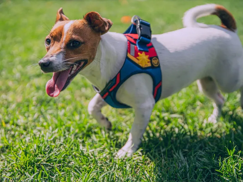 the-best-dog-harness-for-your-daily-walks