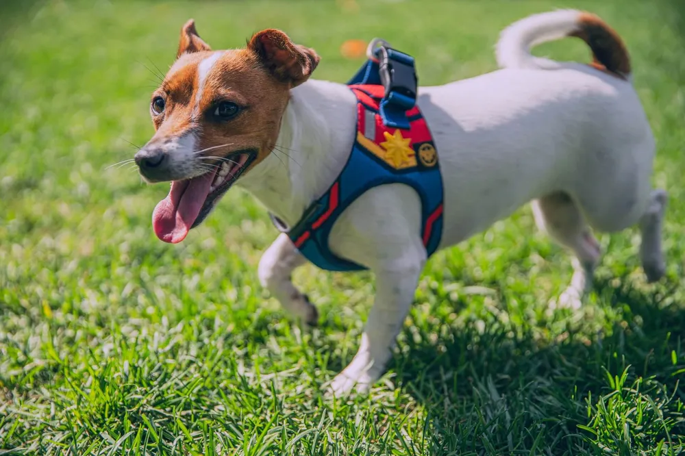 the-best-dog-harness-for-your-daily-walks