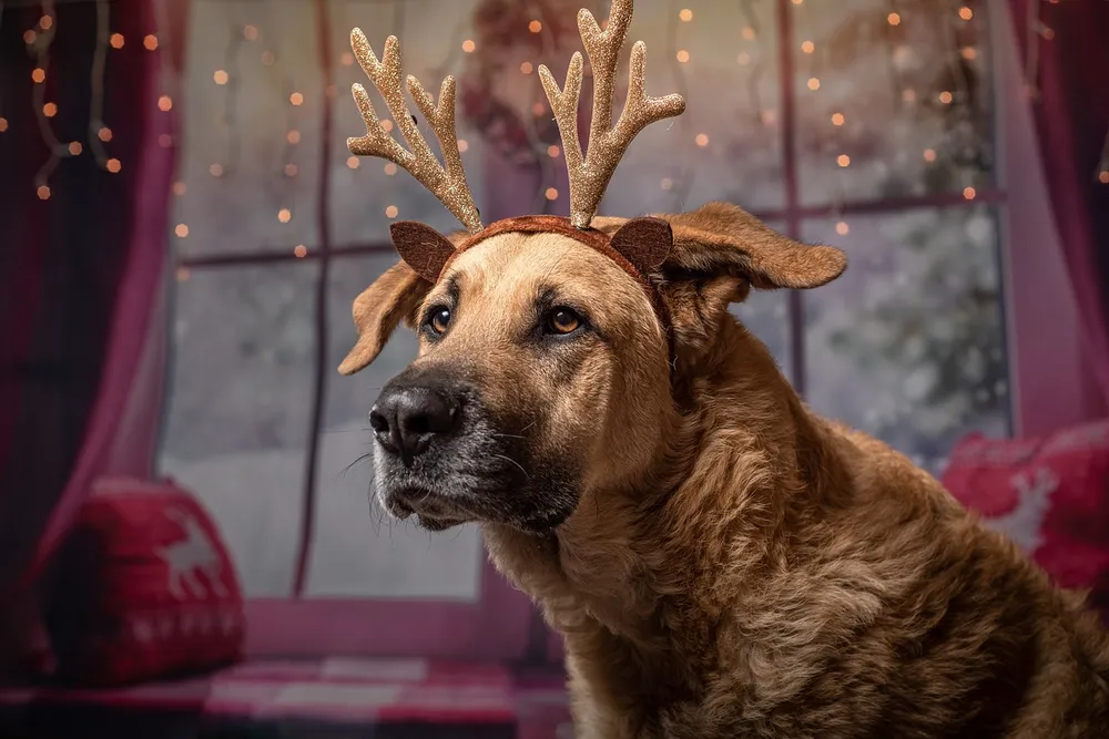 christmas-food-dogs-cant-eat-and-what-they-can