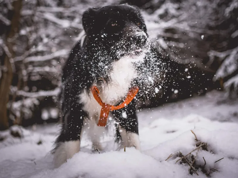 do-dogs-get-cold-and-what-to-do-about-it