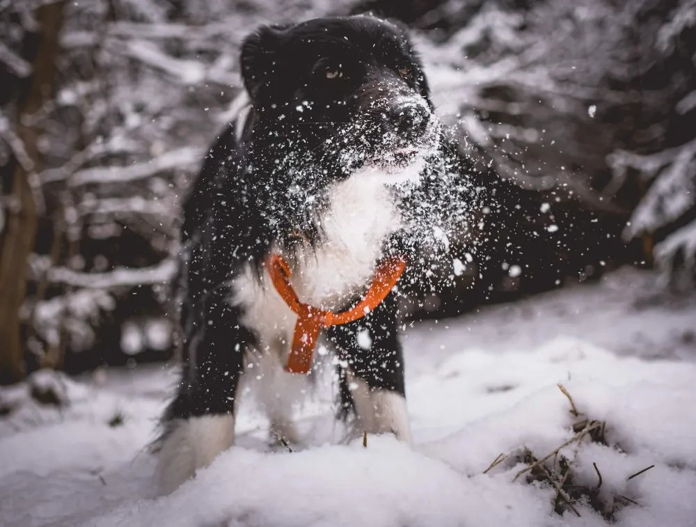 do-dogs-get-cold-and-what-to-do-about-it