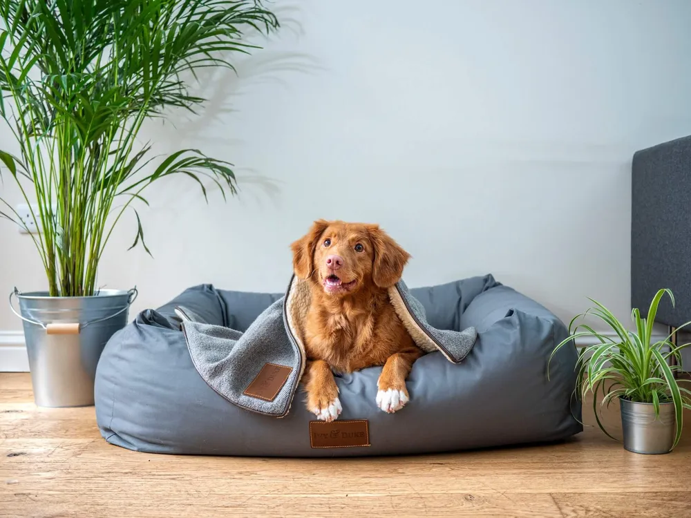 the-best-dog-bed-for-your-pet
