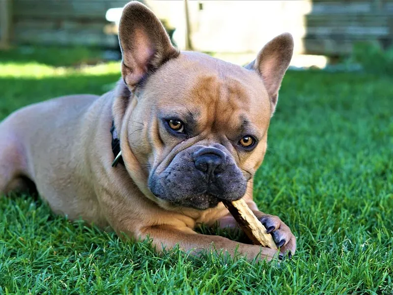 the-best-dog-chew-sticks-to-distract-your-pet