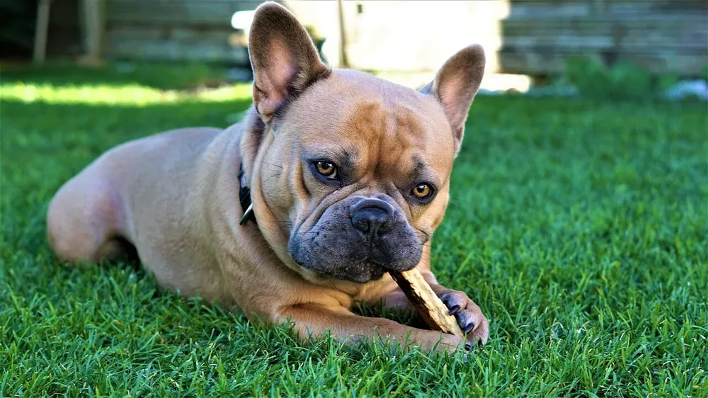 the-best-dog-chew-sticks-to-distract-your-pet