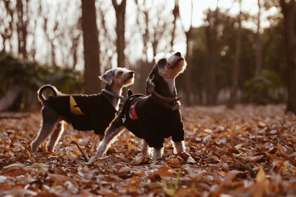 4-dog-coats-to-keep-your-dog-warm