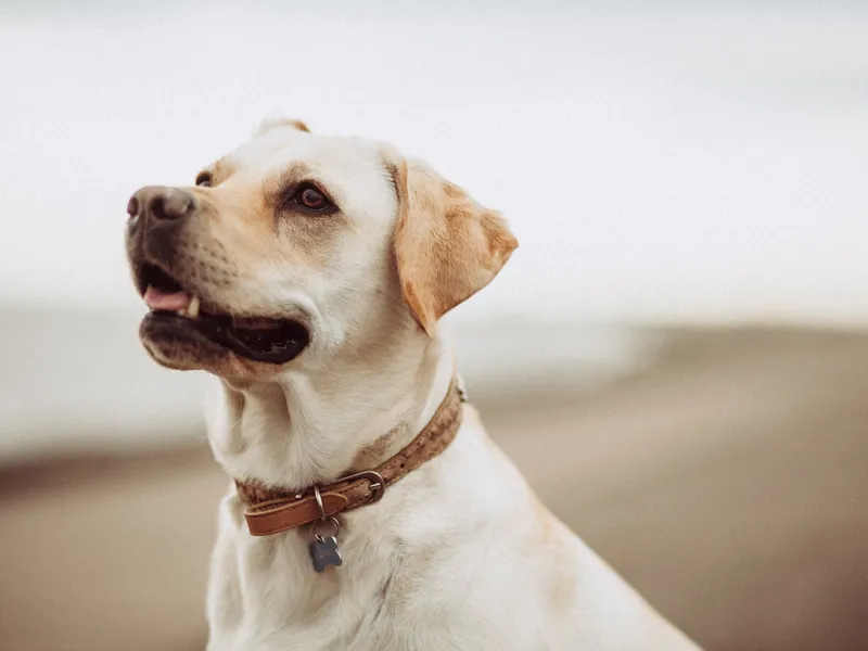best-dog-collars-for-your-dog