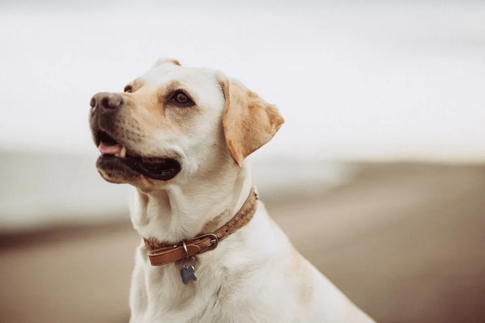 best-dog-collars-for-your-dog