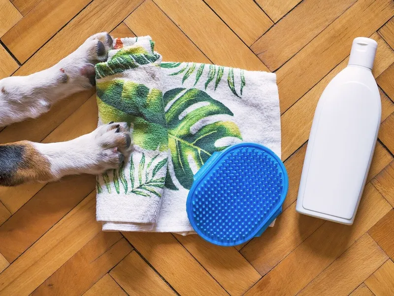 dog-grooming-basics-for-any-breed