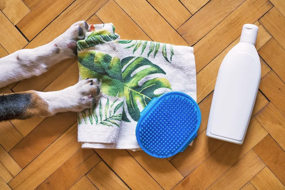 dog-grooming-basics-for-any-breed