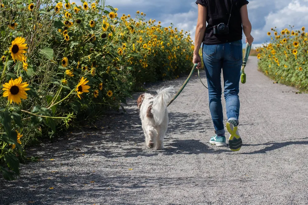 dog-harness-or-collar-which-is-best