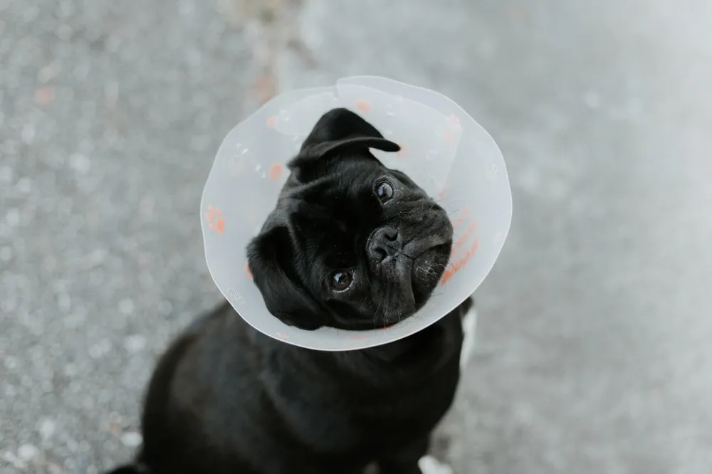dog-neutering-what-to-expect