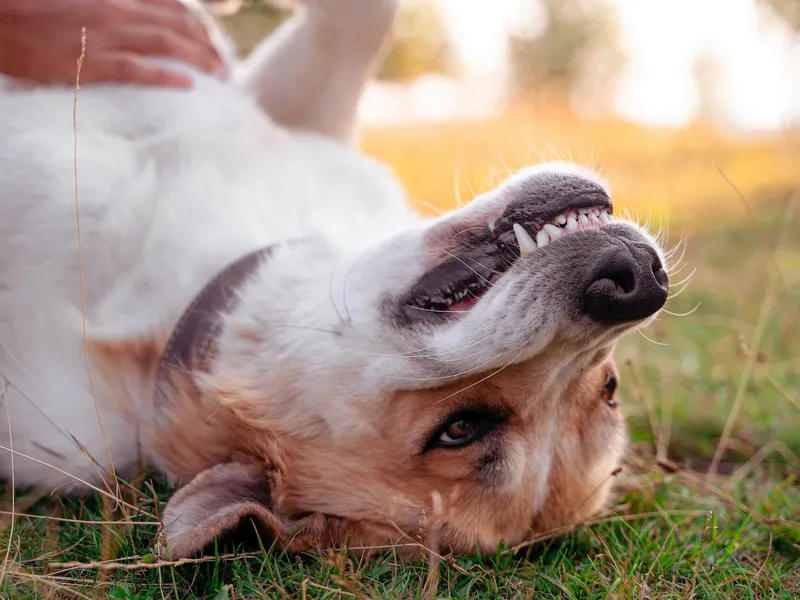 dog-teeth-cleaning-why-its-important-and-how-to-do-it