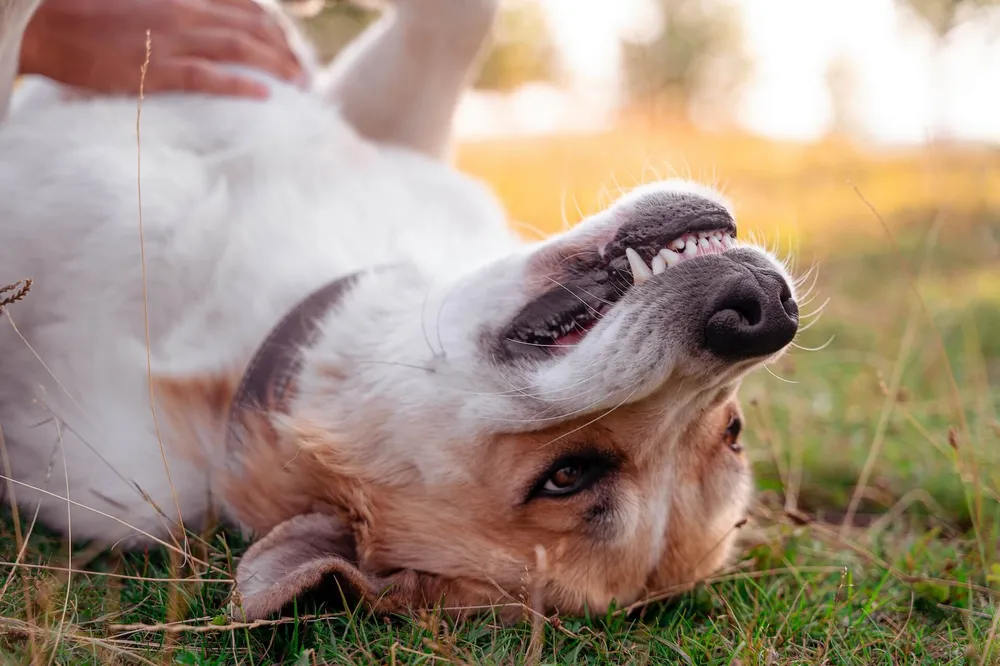 dog-teeth-cleaning-why-its-important-and-how-to-do-it