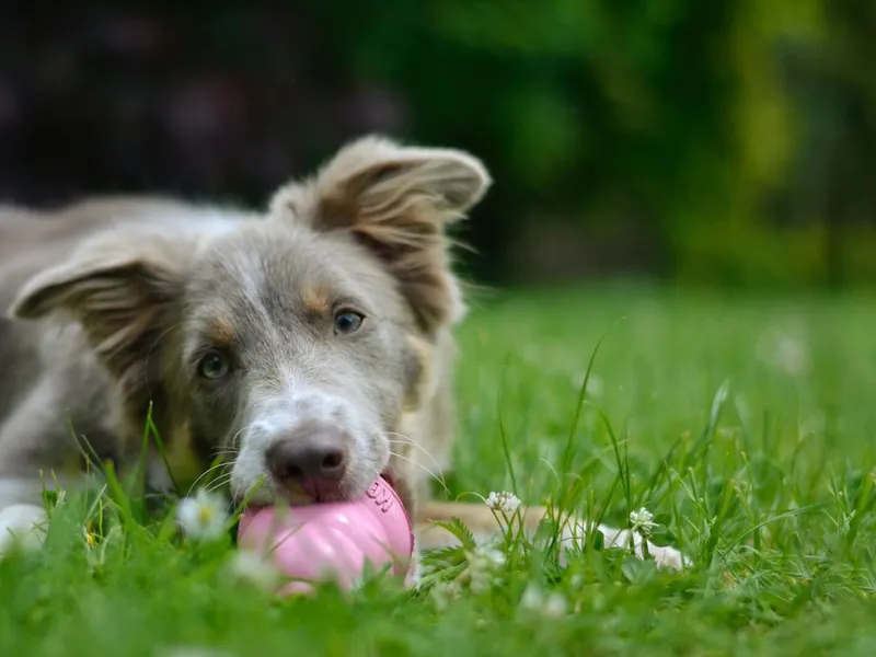 4-dog-teething-toys-to-help-soothe-discomfort