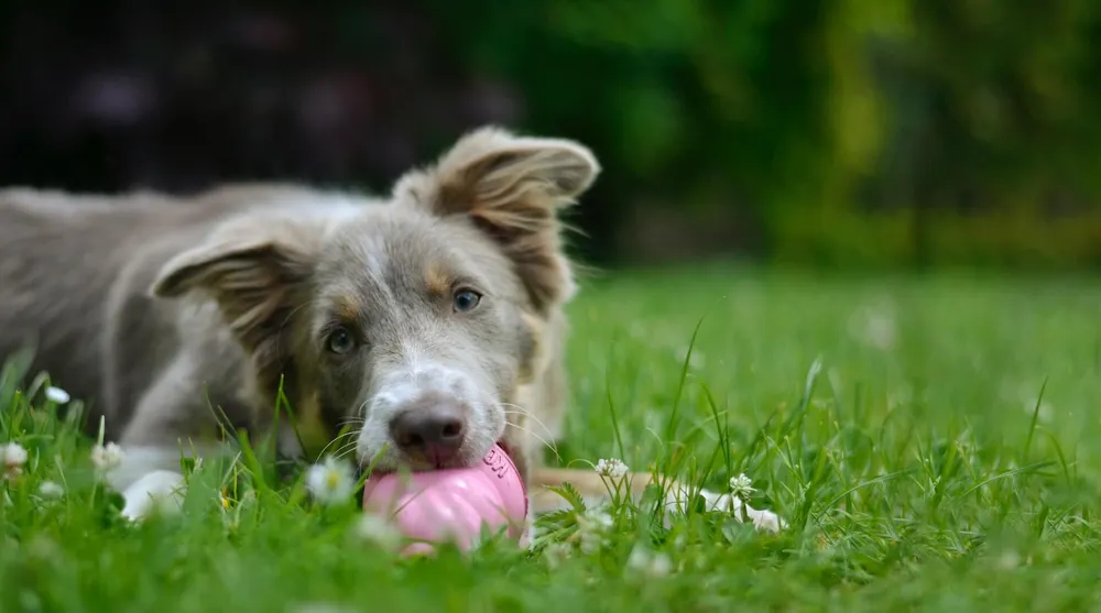 4-dog-teething-toys-to-help-soothe-discomfort