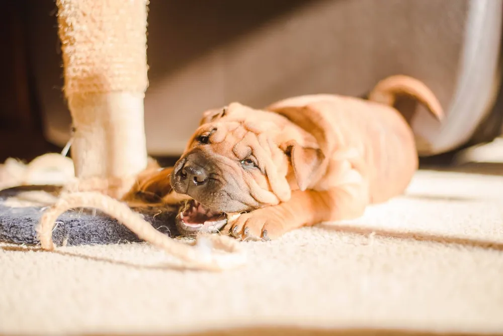how-to-deal-with-dog-teething