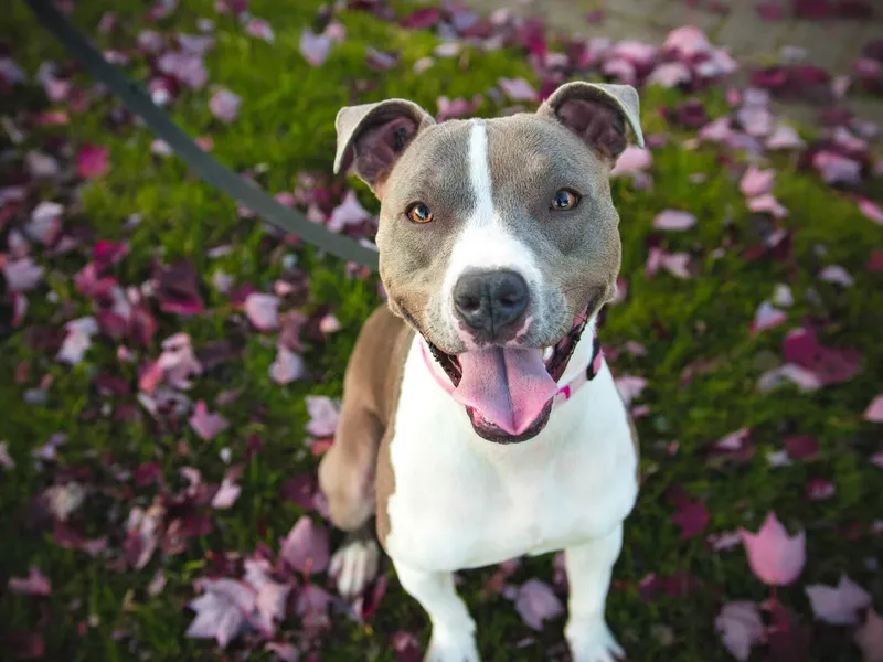 what-is-the-best-dog-toothpaste-for-your-pet