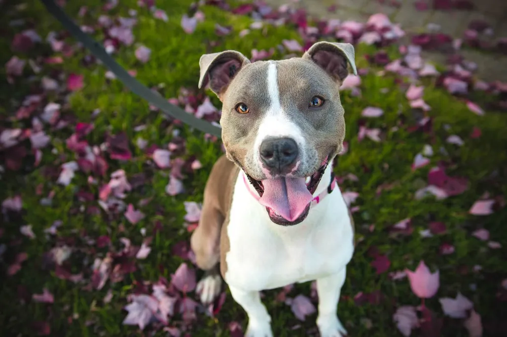 what-is-the-best-dog-toothpaste-for-your-pet