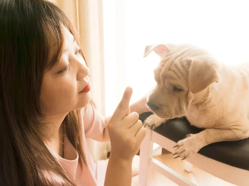 best-essential-dog-training-tools