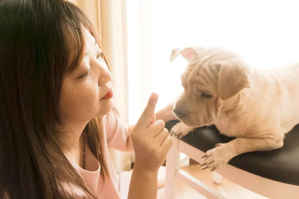 best-essential-dog-training-tools