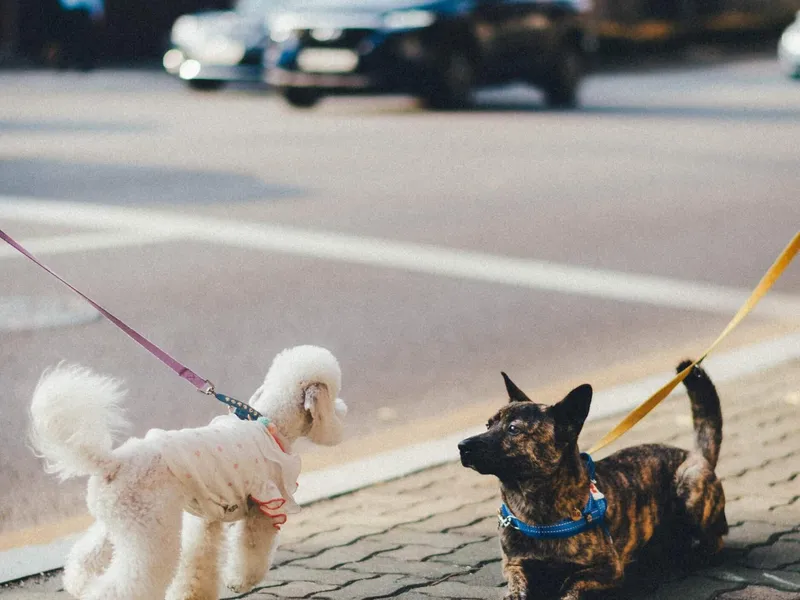 5-dog-walking-tips-you-should-know