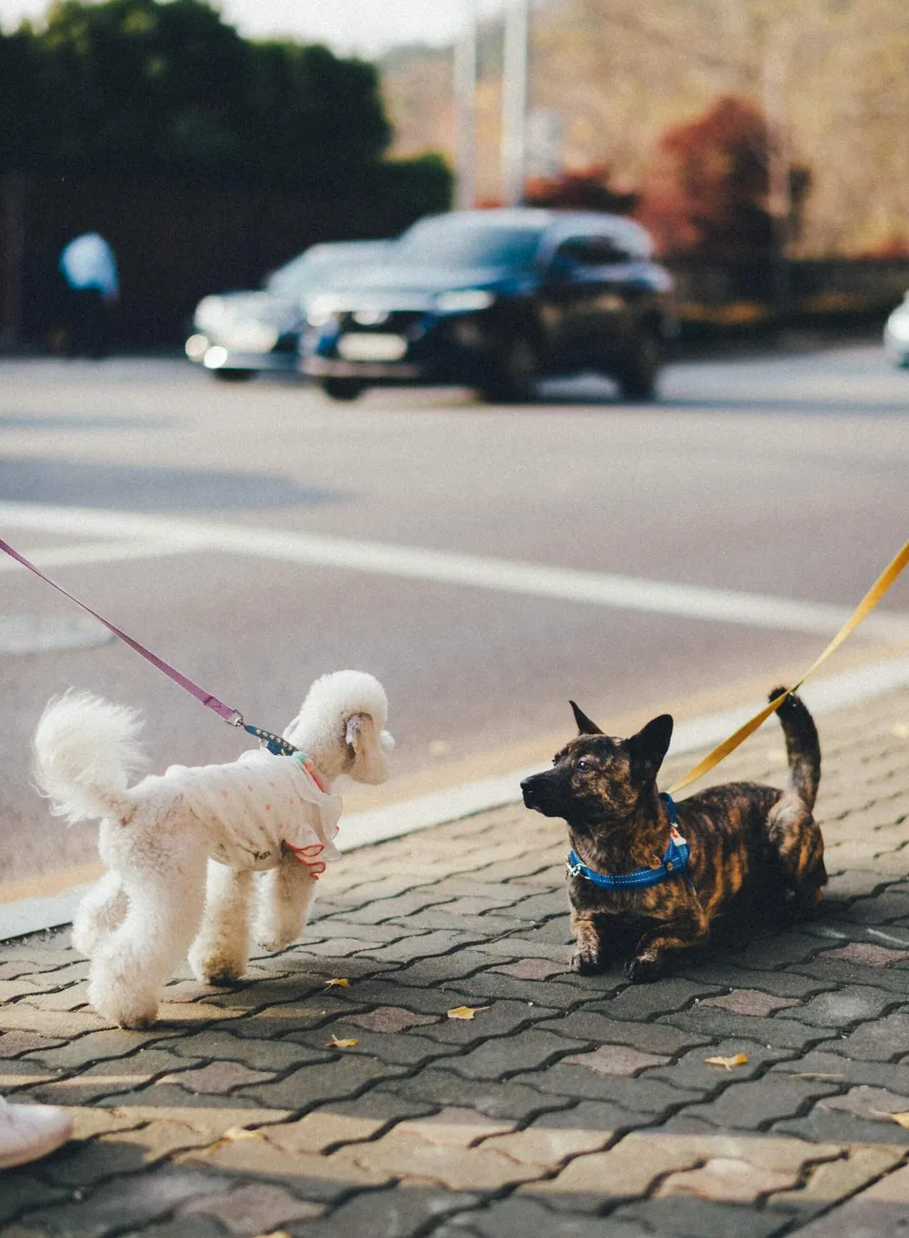 5-dog-walking-tips-you-should-know