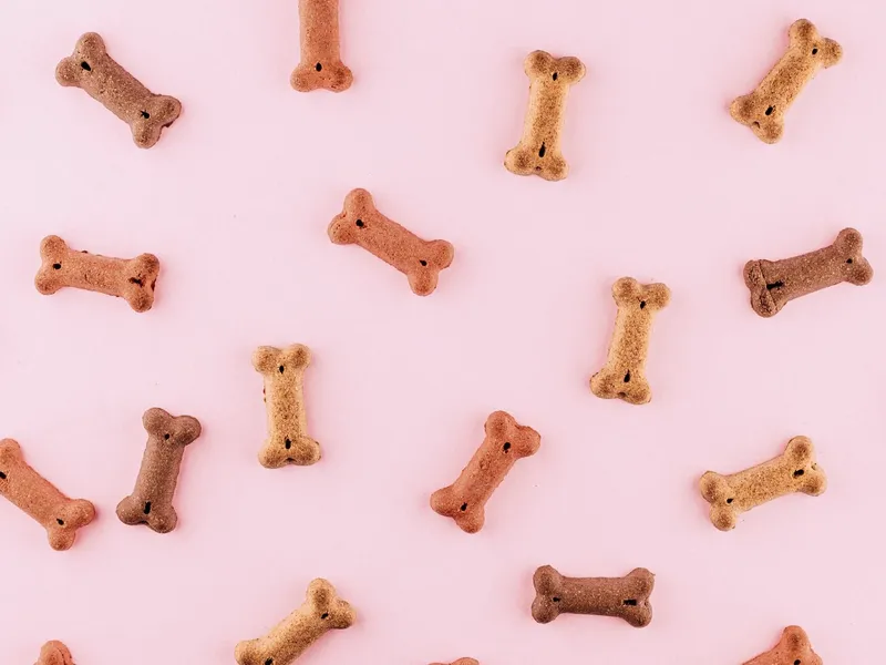 4-best-dry-dog-food-to-offer-nutrition