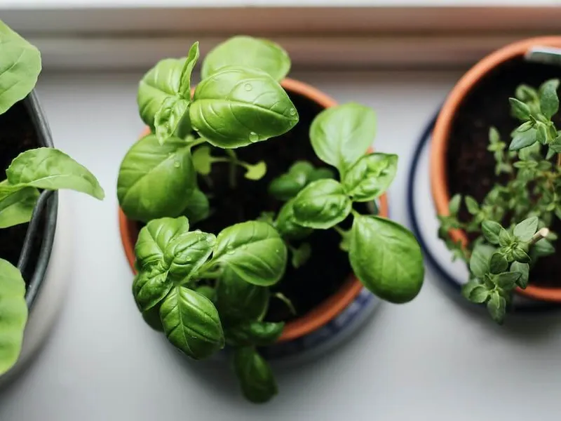 what-are-some-easy-vegetables-to-grow-indoors