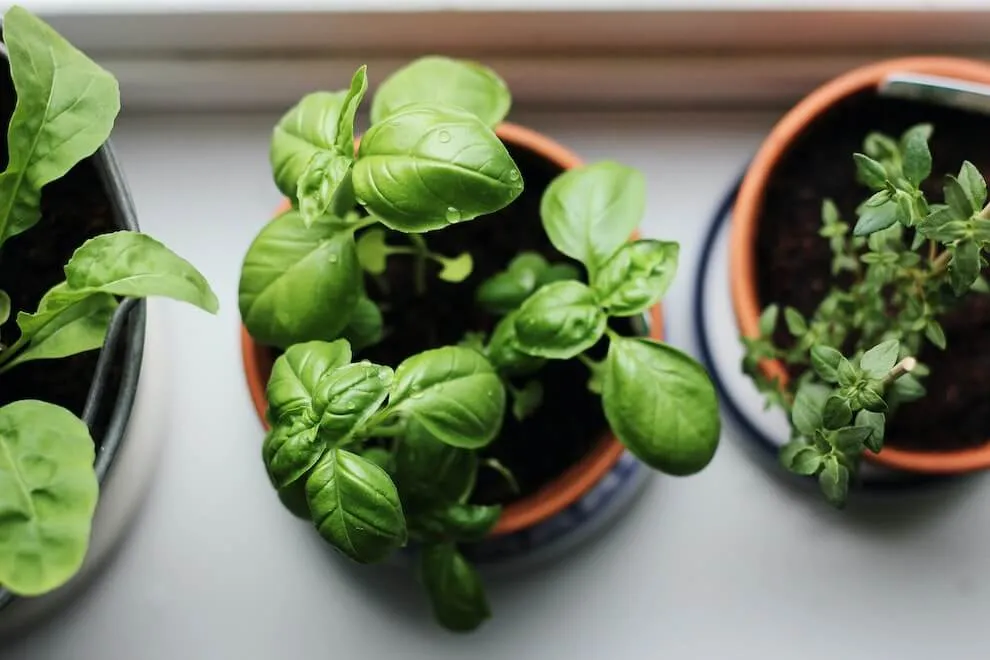 what-are-some-easy-vegetables-to-grow-indoors