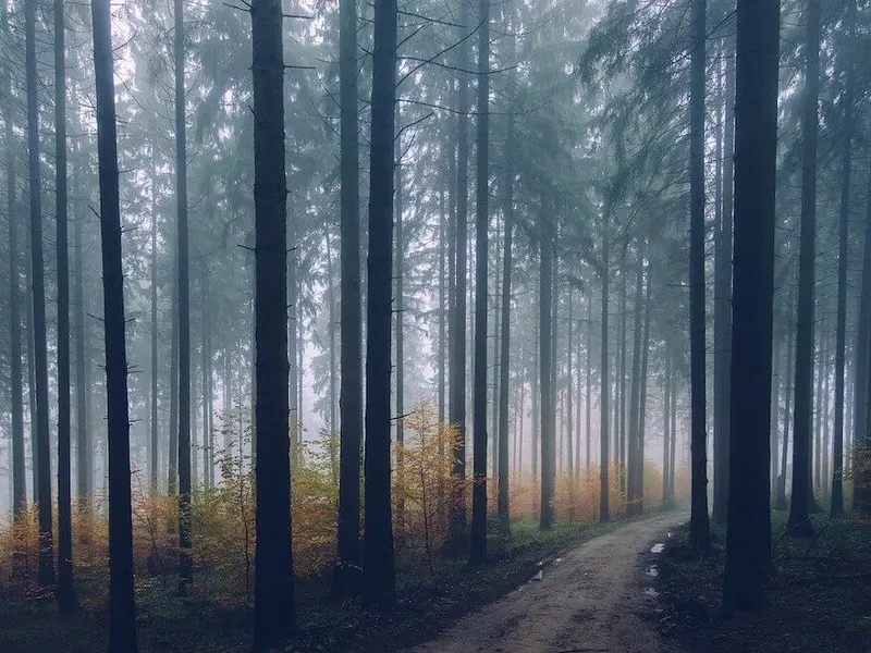 the-cultural-importance-of-forests