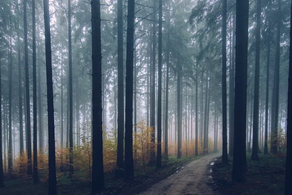 the-cultural-importance-of-forests