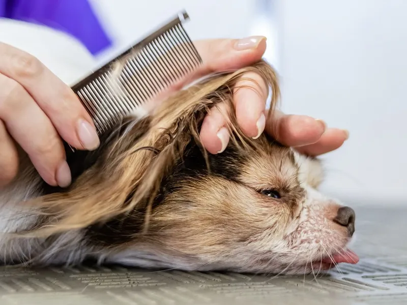 hardest-dog-to-groom