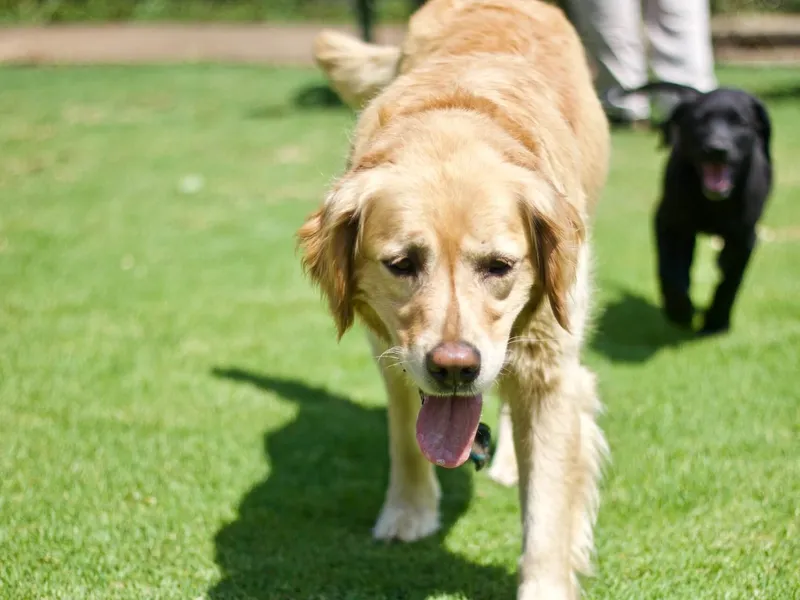 how-hot-is-too-hot-for-dogs-to-walk-in