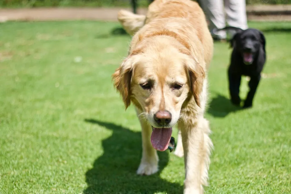 how-hot-is-too-hot-for-dogs-to-walk-in