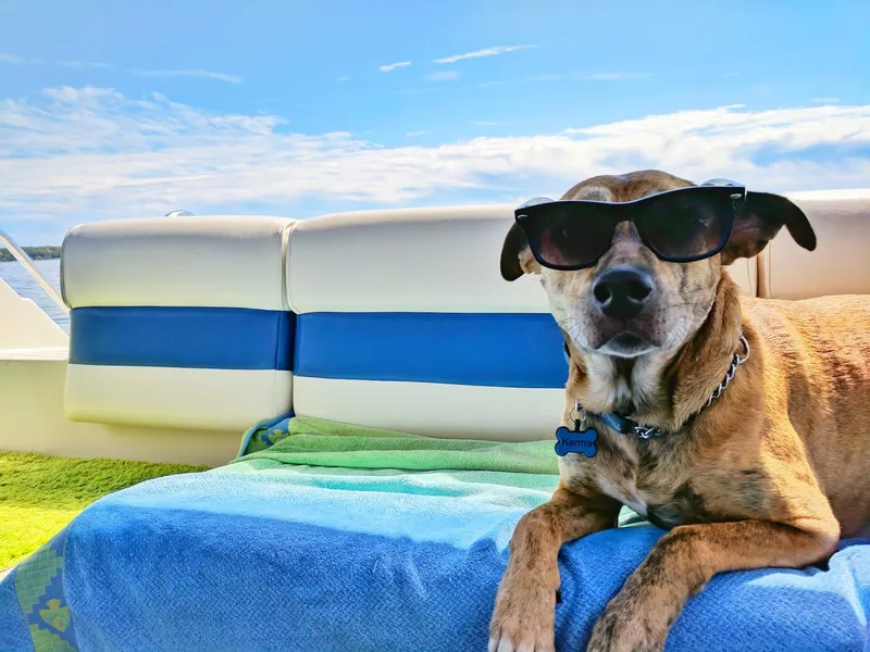how-to-keep-a-dog-cool