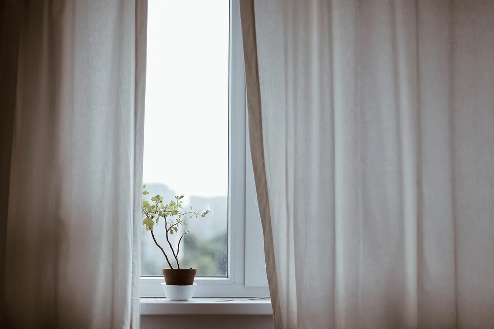 indoor-plants-easy-to-care-and-hard-to-kill