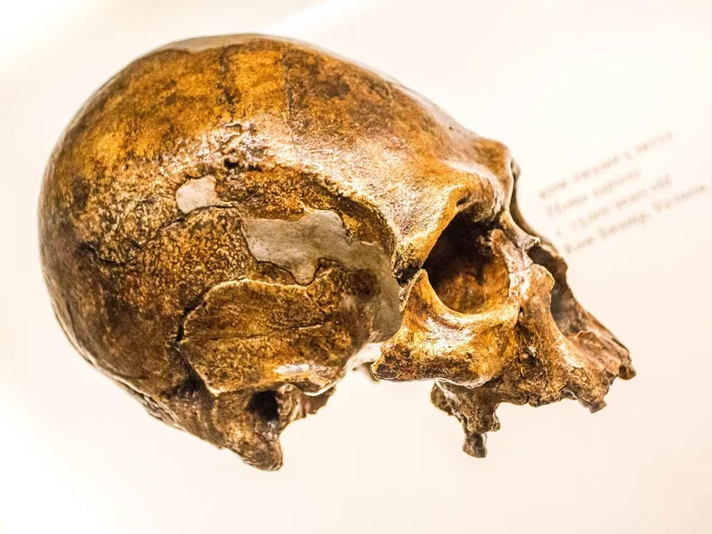 the-hidden-life-of-neanderthals