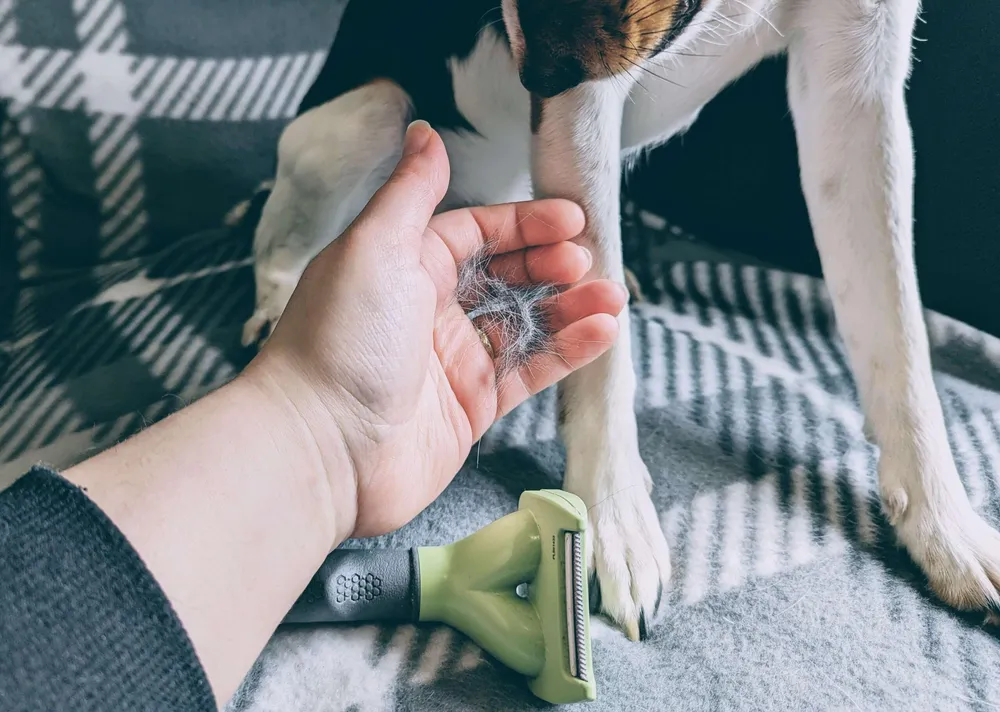 best-pet-hair-remover-tools-and-devices