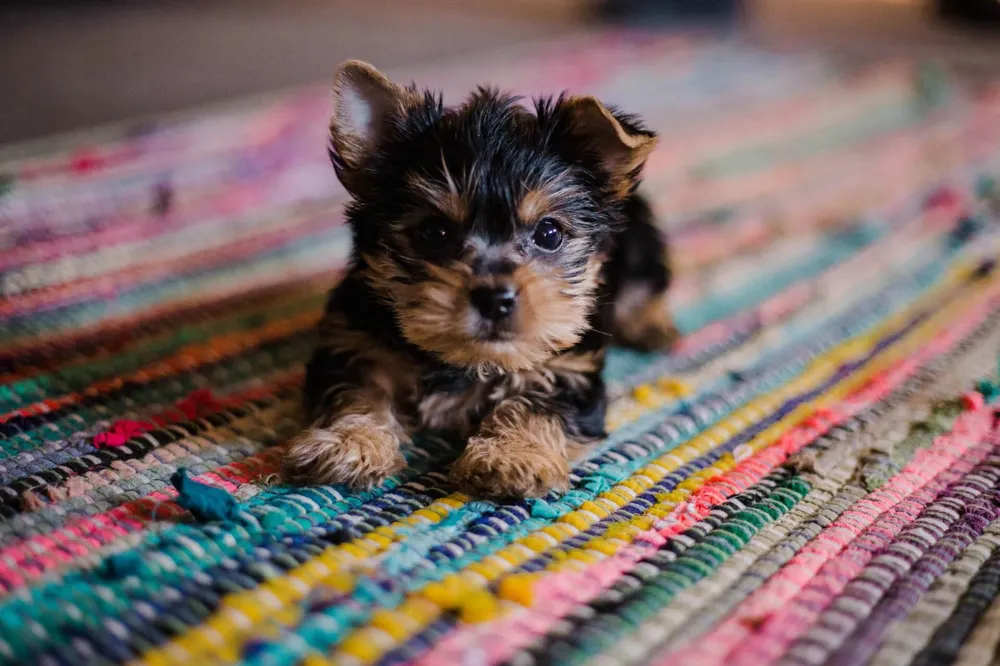 what-a-puppy-needs-in-the-beginning