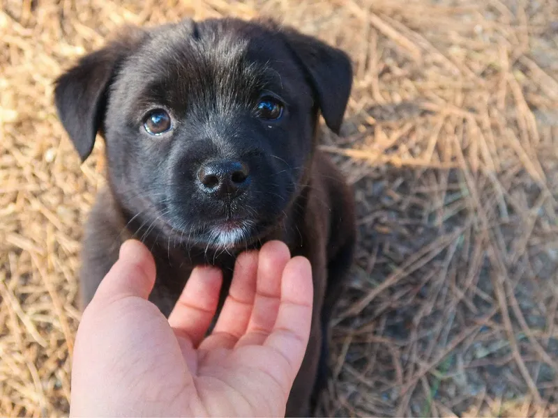 puppy-training-basics-you-should-know